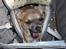 Chihuahua ~ Kelbi ~ - Ferien i Spanien var god - men fly turen var kedelig !