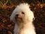 Coton de tulear Super Carla - Carla i skoven.