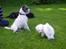 Coton de tulear Super Carla - Carla leger med Oskar og Anton.