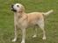 Labrador retriever Pepsi - pepsi 8,5 år gammel på udstilling