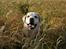 Labrador retriever Pepsi - Det er utroligt, hvd man skal finde sig i !!
