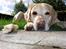 Labrador retriever Pepsi - Pepsi tger en slapper.