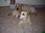 Labrador retriever Posters Sparkling Ozzy - Ozzy´s foretrukne hovedpude