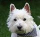 West highland white terrier Aira Robeerto "Berto".Min stjerne<3