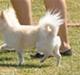 Chihuahua "Hermes" DKCh. 