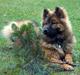 Eurasier Spike