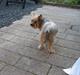 Yorkshire terrier Dino DØD  d. 23/9-07 :(