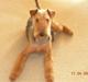 Airedale terrier Mille død:(
