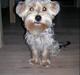 Yorkshire terrier *-Beatrice-*