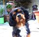 Cavalier king charles spaniel LASSE