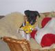 Jack russell terrier Buffas