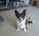 Welsh corgi cardigan Giggi