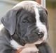 Amerikansk staffordshire terrier Biggie