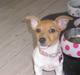 Jack russell terrier Alba