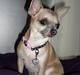 Chihuahua ~ Kelbi ~