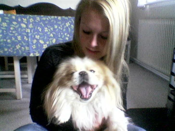 Pekingeser teddi billede 6