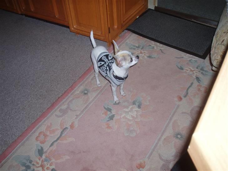 Chihuahua Tigo - Jeg har fået en fin ny trøje. billede 11
