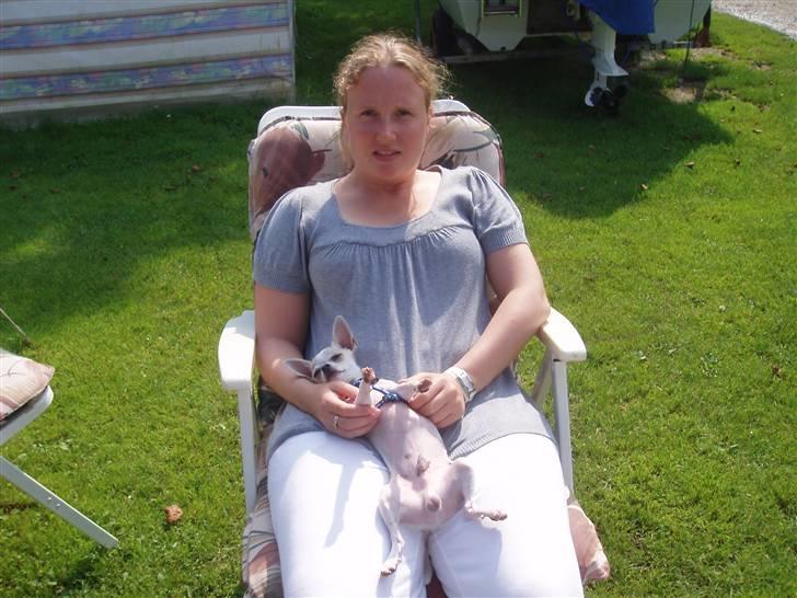 Chihuahua Tigo - Ahhh det er dejligt at have ferie. billede 12