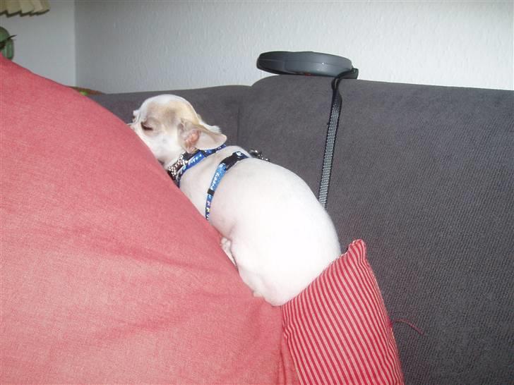 Chihuahua Tigo - Jeg prøver lige på at gemme mig. billede 13