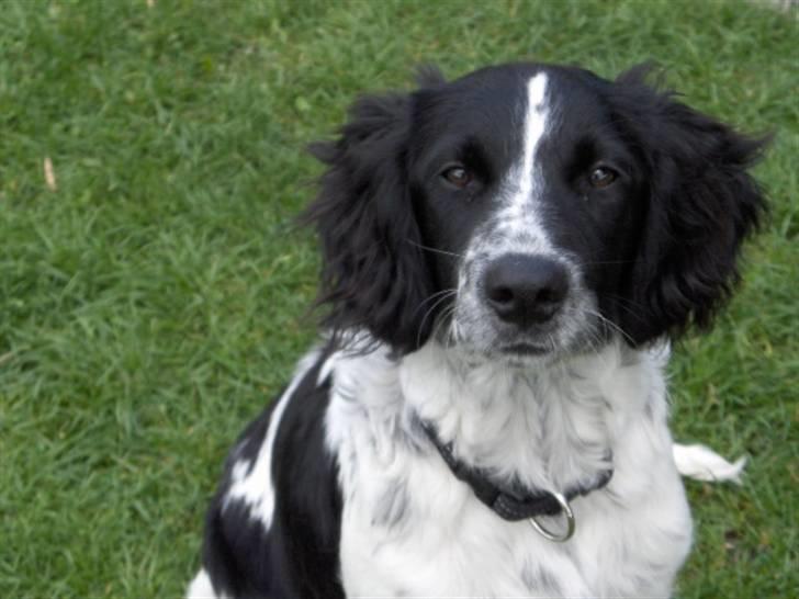 Blanding af racer Vaks. R.I.P. - Jaah..  Vaks det er miig....  billede 1