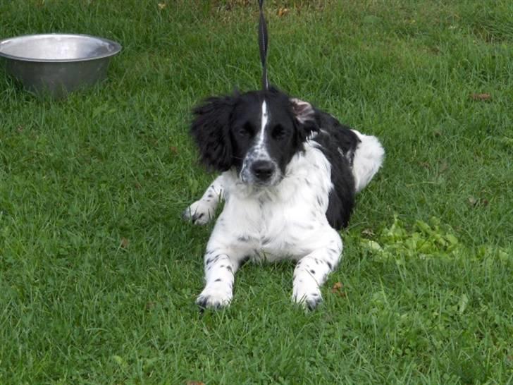 Blanding af racer Vaks. R.I.P. billede 2