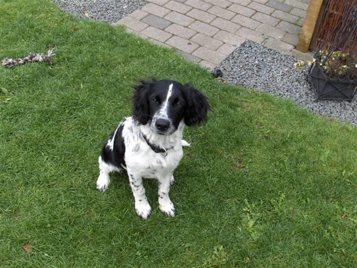 Blanding af racer Vaks. R.I.P. billede 3