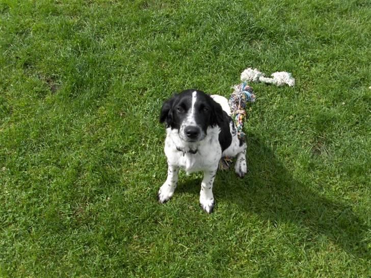 Blanding af racer Vaks. R.I.P. billede 4