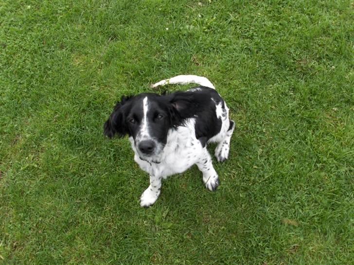 Blanding af racer Vaks. R.I.P. billede 5