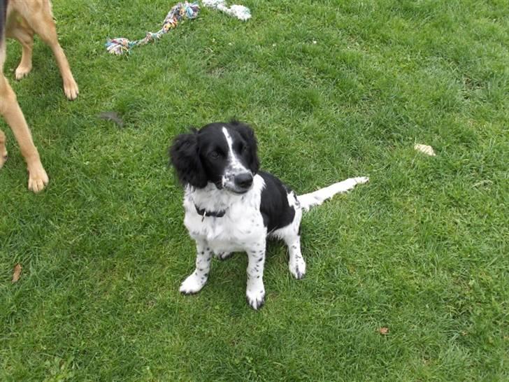 Blanding af racer Vaks. R.I.P. billede 6