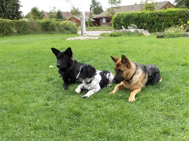 Blanding af racer Vaks. R.I.P. - her er jeg sammen med min bror og hans dame billede 8