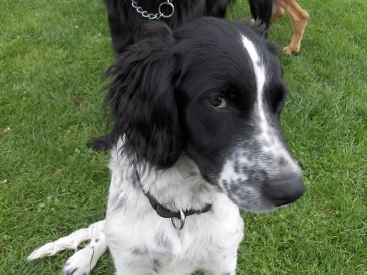 Blanding af racer Vaks. R.I.P. billede 10