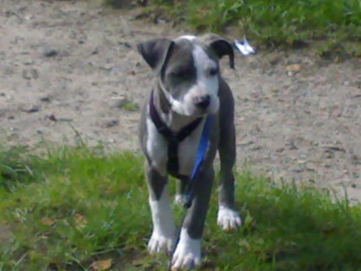 Amerikansk staffordshire terrier Hera - Dejligt at være ude..... billede 6