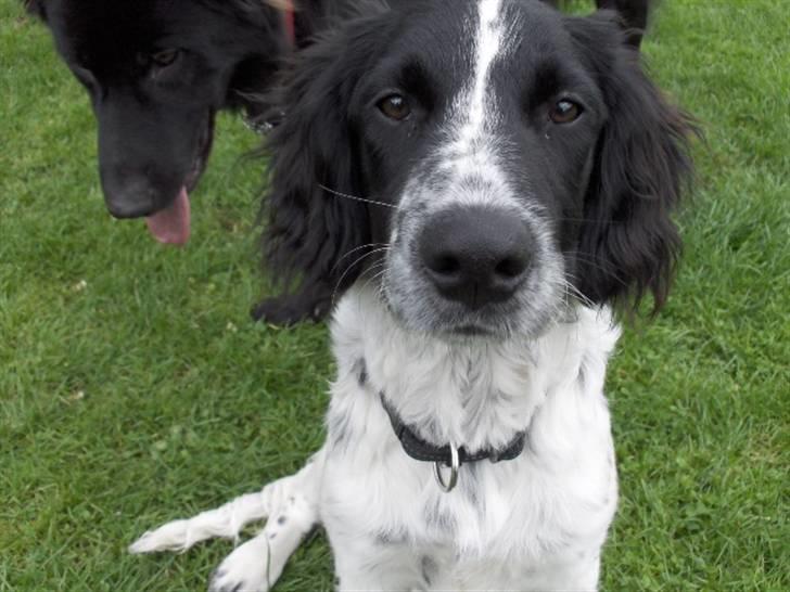 Blanding af racer Vaks. R.I.P. billede 11