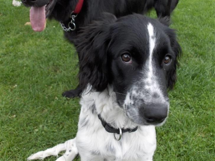 Blanding af racer Vaks. R.I.P. - jeg holder øje med dig... billede 12