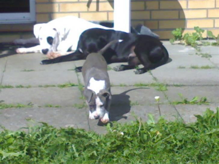 Amerikansk staffordshire terrier Hera - jeg og mine venner billede 7