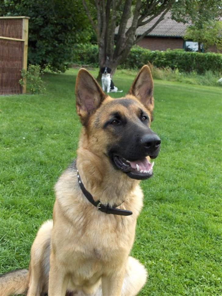 Schæferhund Nikki billede 1