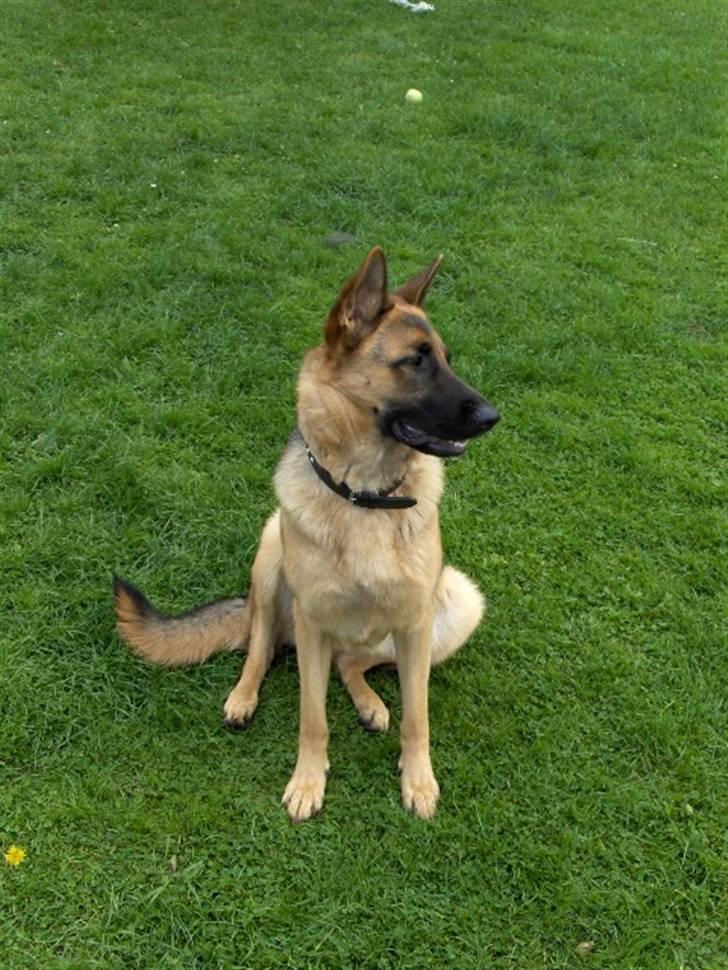 Schæferhund Nikki billede 2