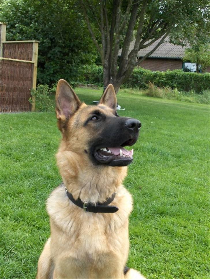 Schæferhund Nikki billede 3