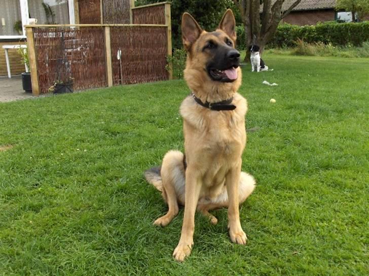 Schæferhund Nikki billede 4