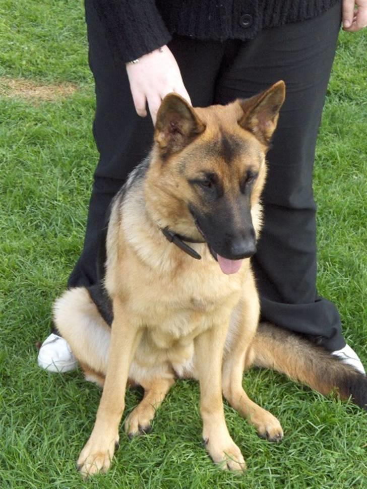 Schæferhund Nikki billede 5