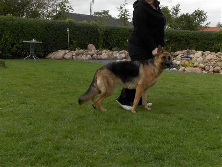 Schæferhund Nikki billede 6