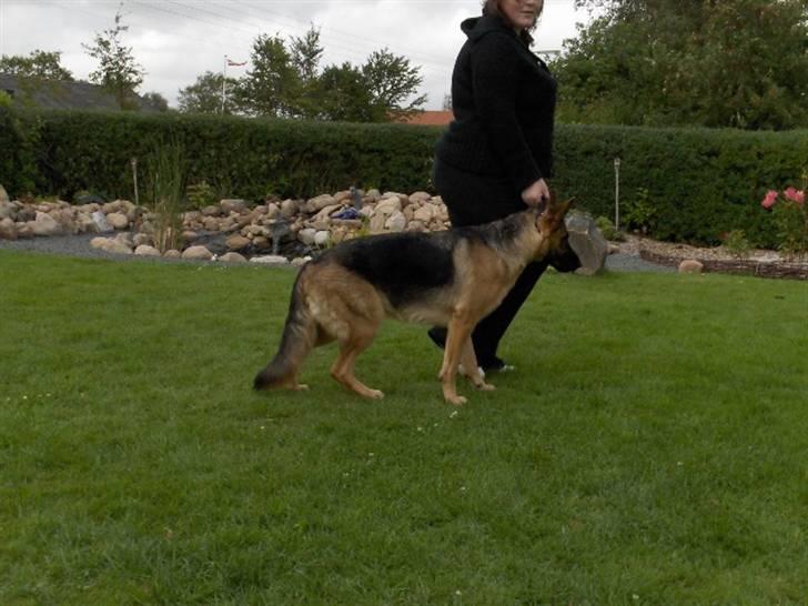 Schæferhund Nikki billede 7