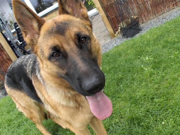 Schæferhund Nikki billede 9