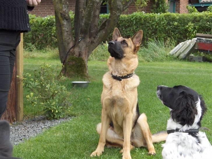 Schæferhund Nikki billede 11