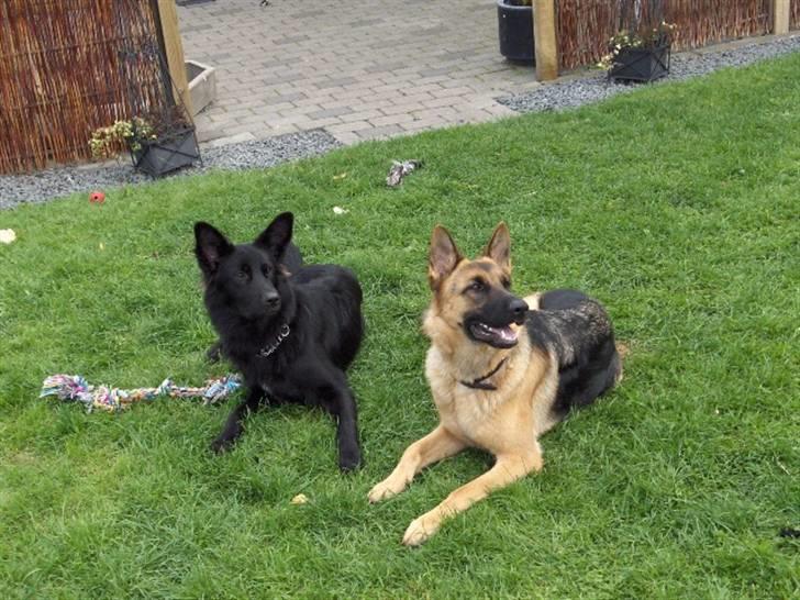 Schæferhund Nikki - vi er så søde billede 13