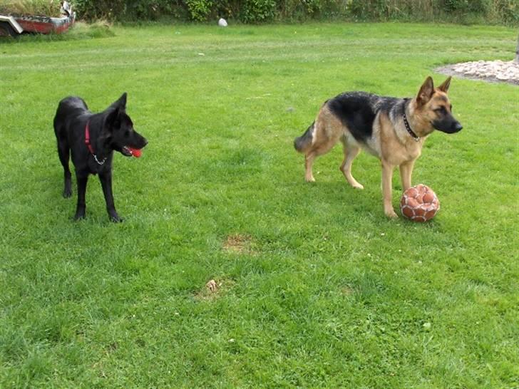 Schæferhund Nikki billede 14