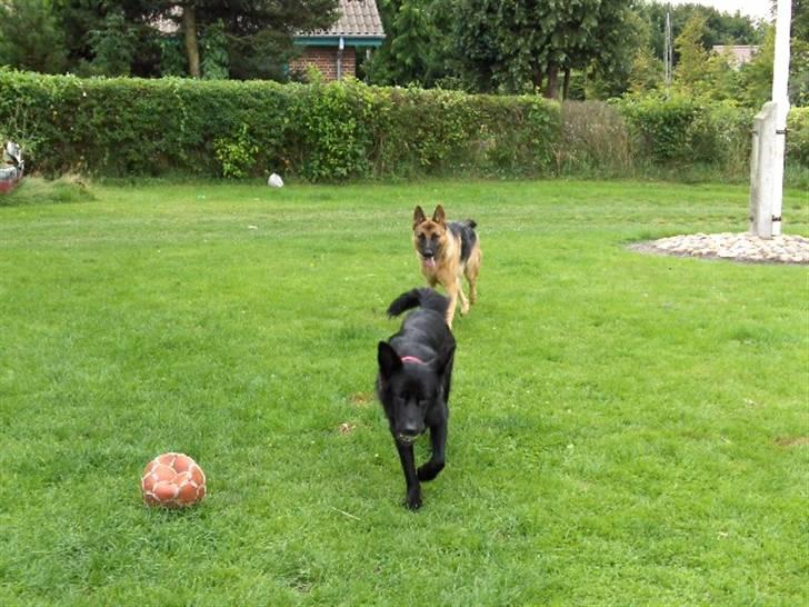 Schæferhund Nikki billede 15