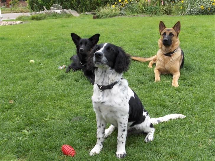 Schæferhund Nikki billede 16