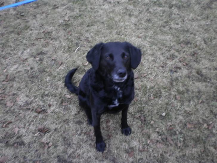 Blanding af racer Bella - Efter træningen(: billede 6