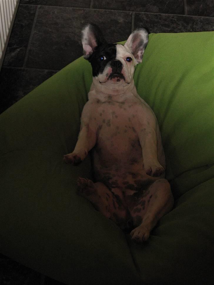 Fransk bulldog Else - elsker bare min sækkestol billede 7